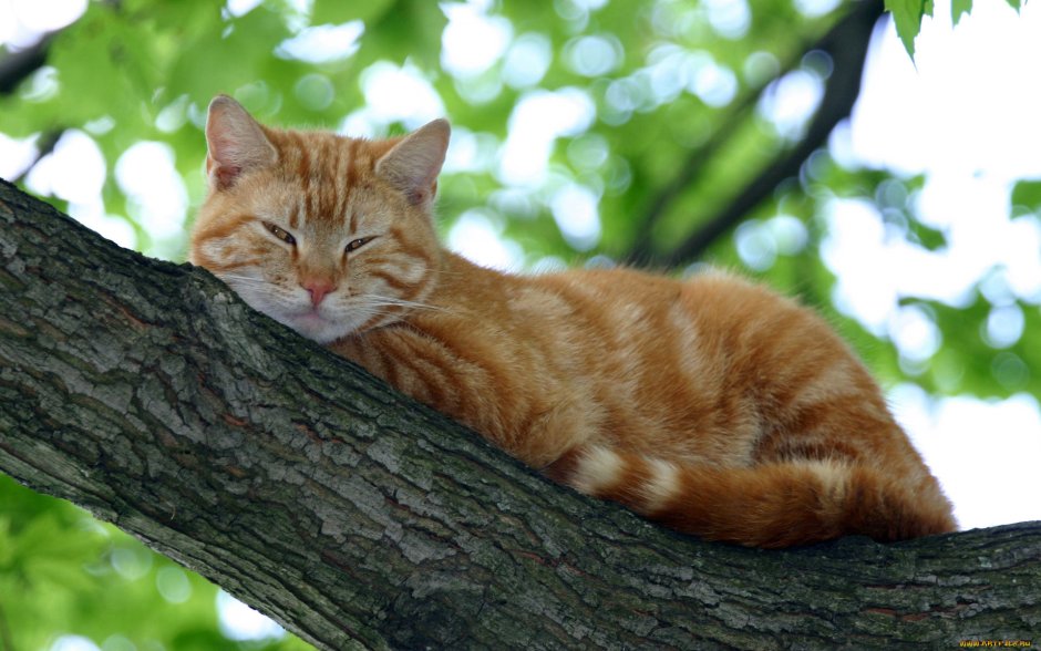 Рыжий котенок лежит