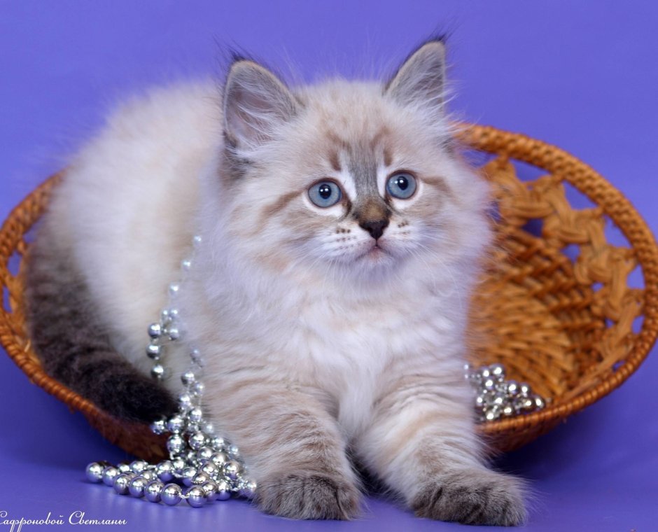 Невская маскарадная короткошерстная