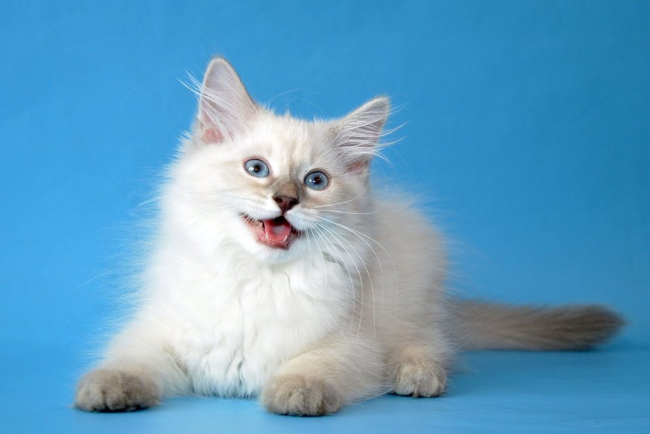 Невская маскарадная кот