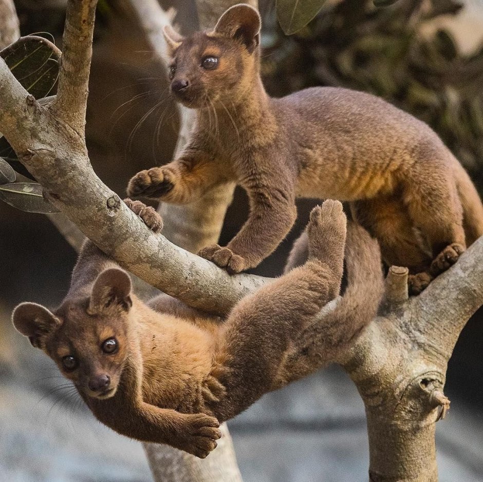 Фосса(мадагаскарский Лев)
