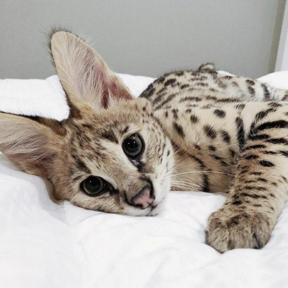 Котята породы сервал