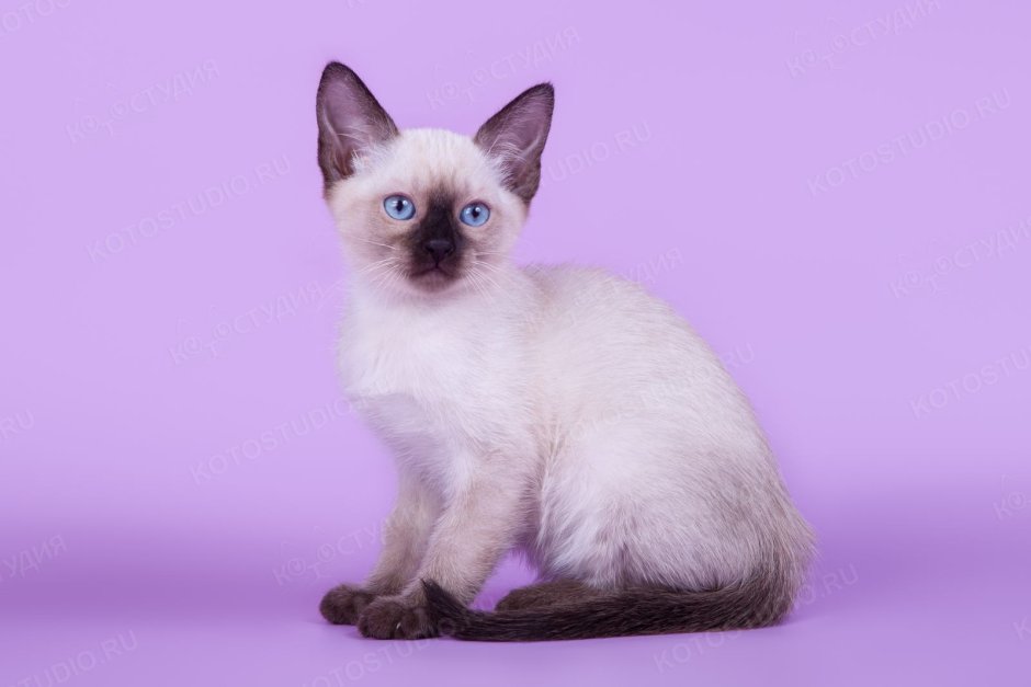 Сиамский котенок фото 3 месяца