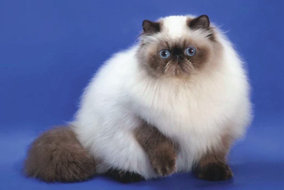 Гималайская экзотическая кошка