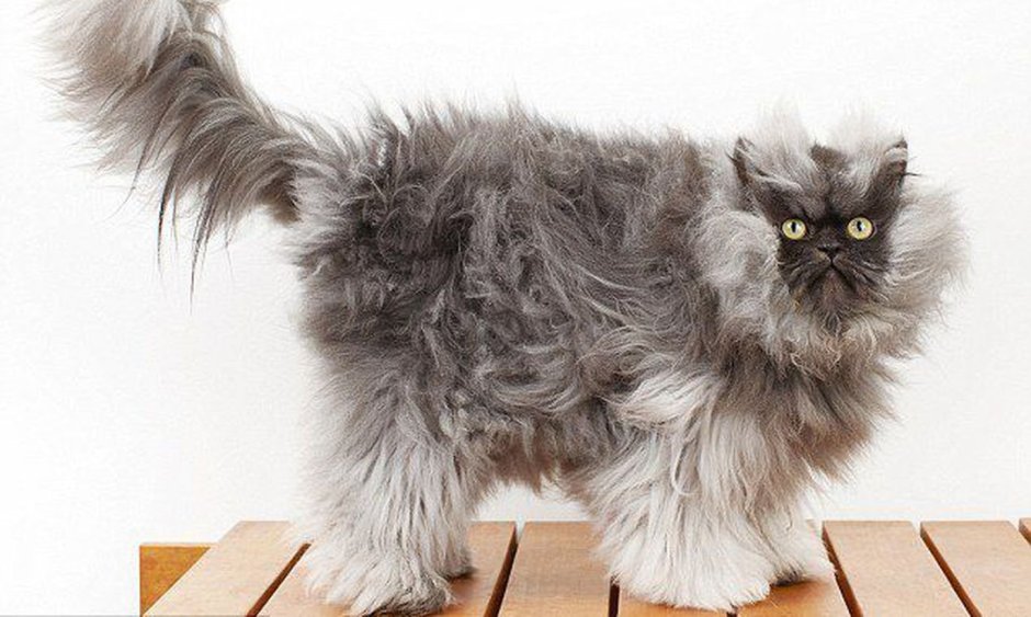 Кот полковник мяу