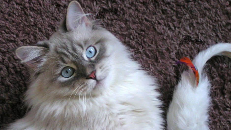 Невский маскарадный кот гладкошерстный