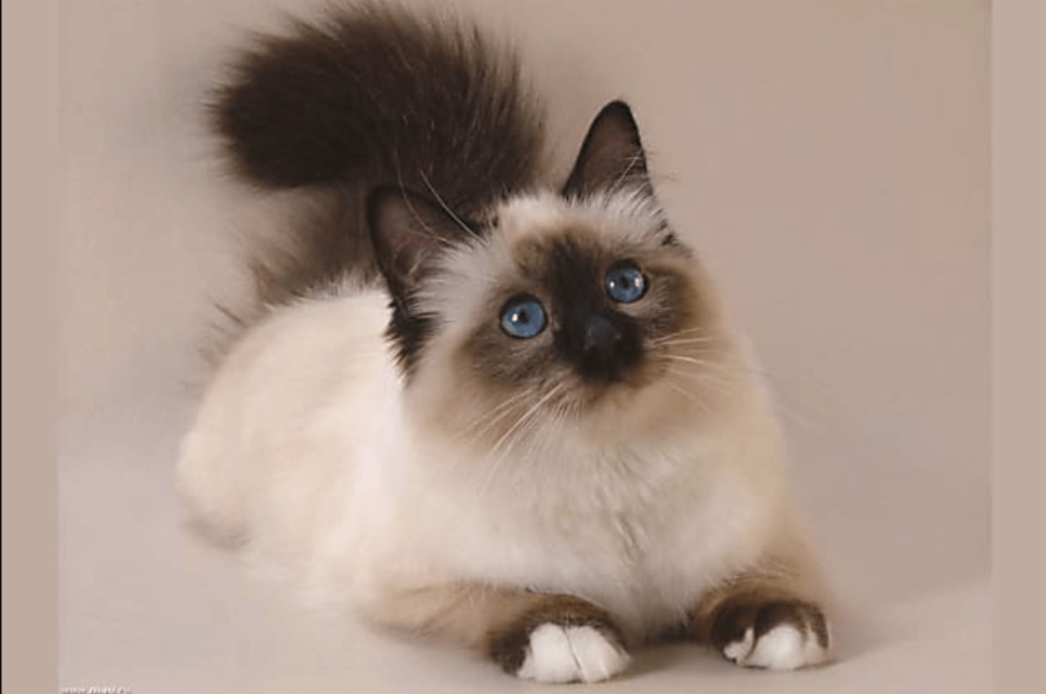 Сиамская Балинезийская кошка