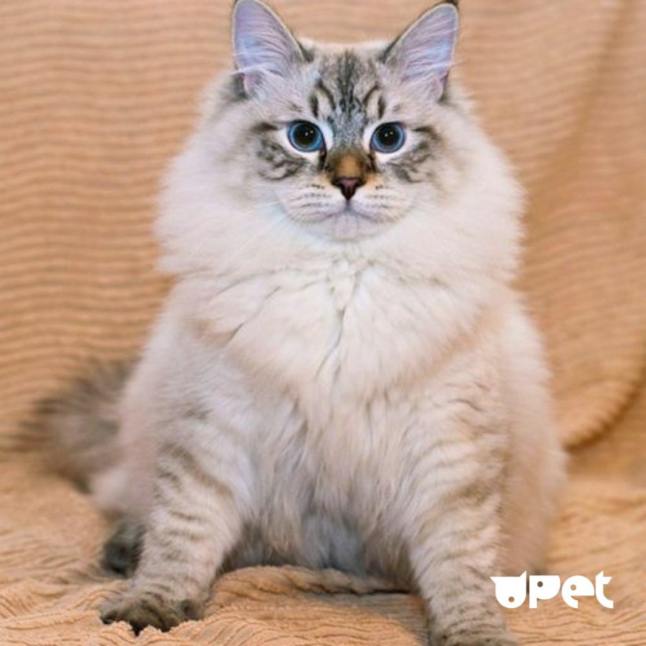 Невская маскарадная