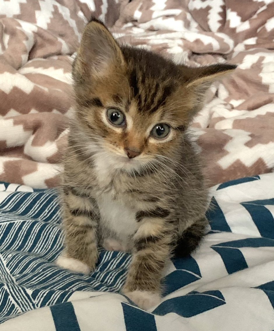 Кошка табби макрель