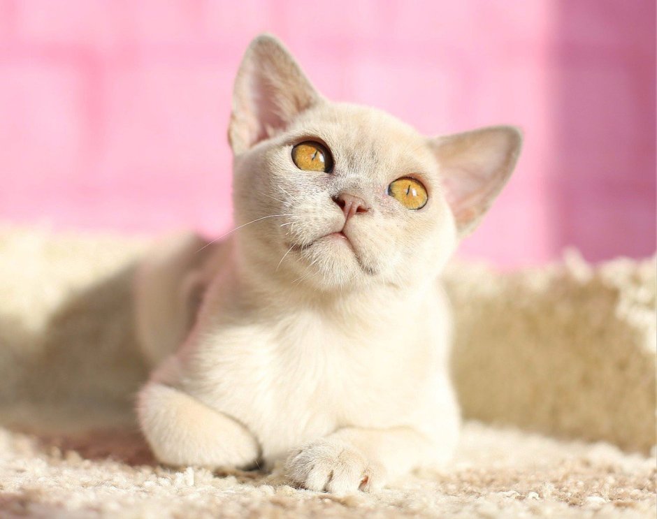 Европейская Бурманская кошка лиловая