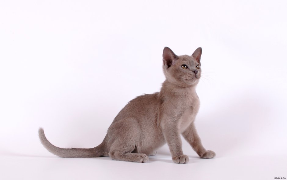 Бурман голубой