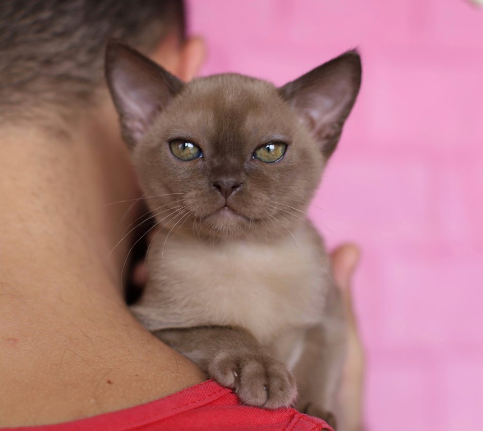 Бурманские кошки питомник