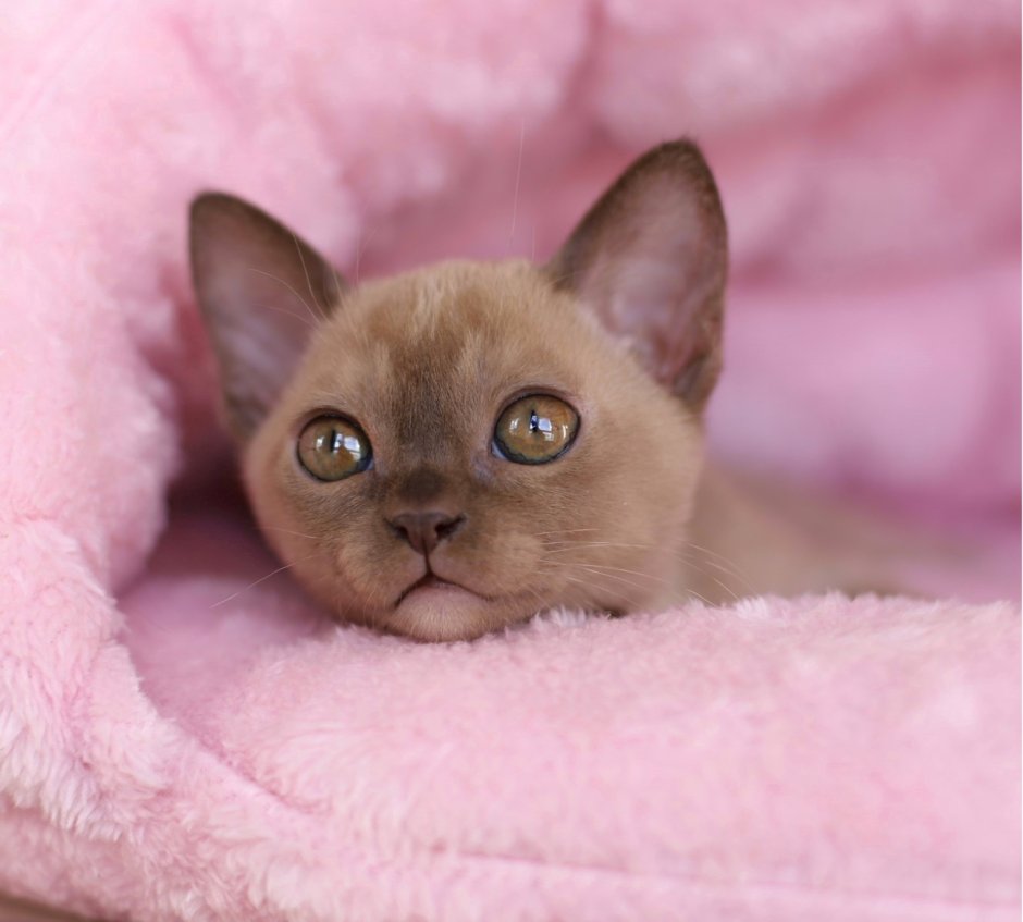 Кошки Бурма для Барби