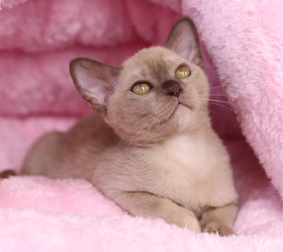 Европейская Бурма лиловая