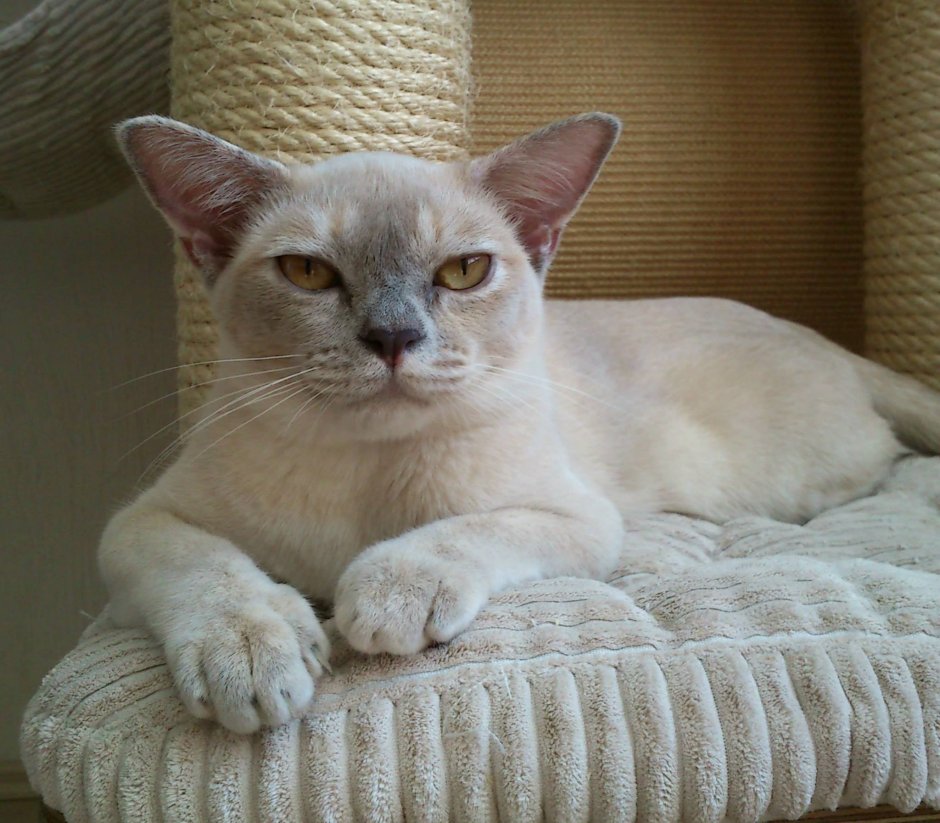 Европейская Бурманская кошка лиловая