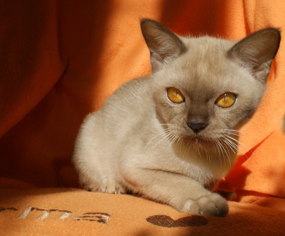 Бурма котята