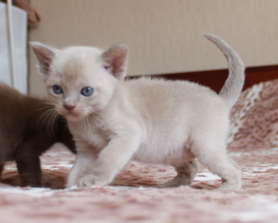 Лиловый бурманский кот