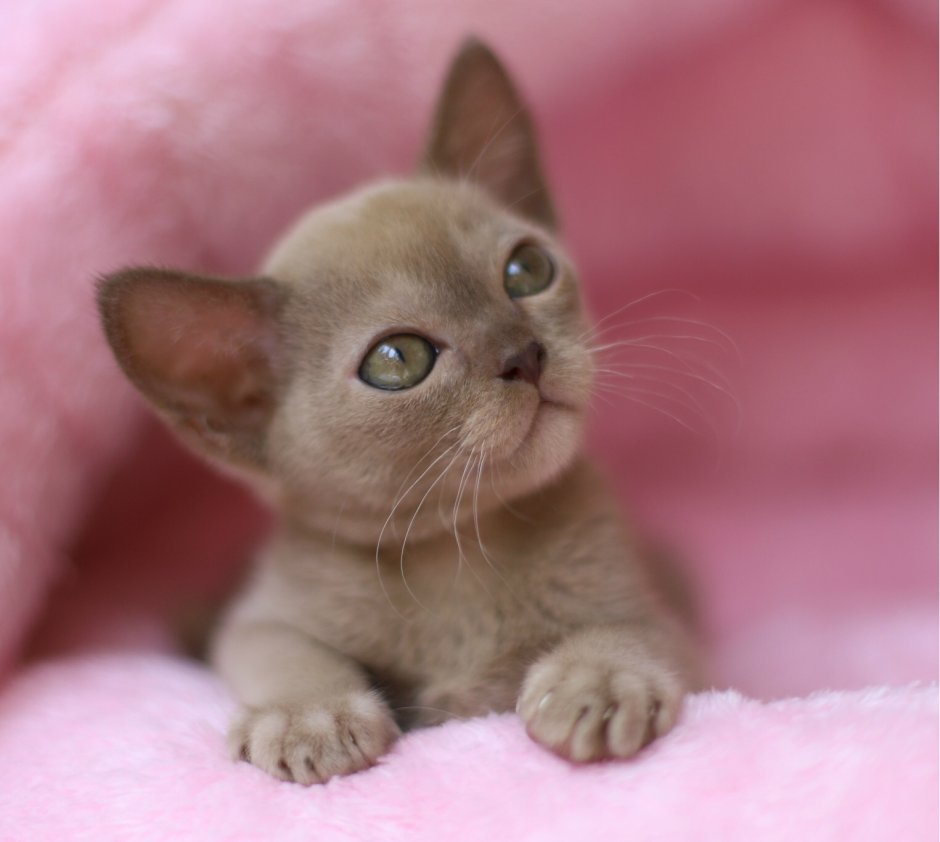 Котята 1 месяц Бурманская кошка