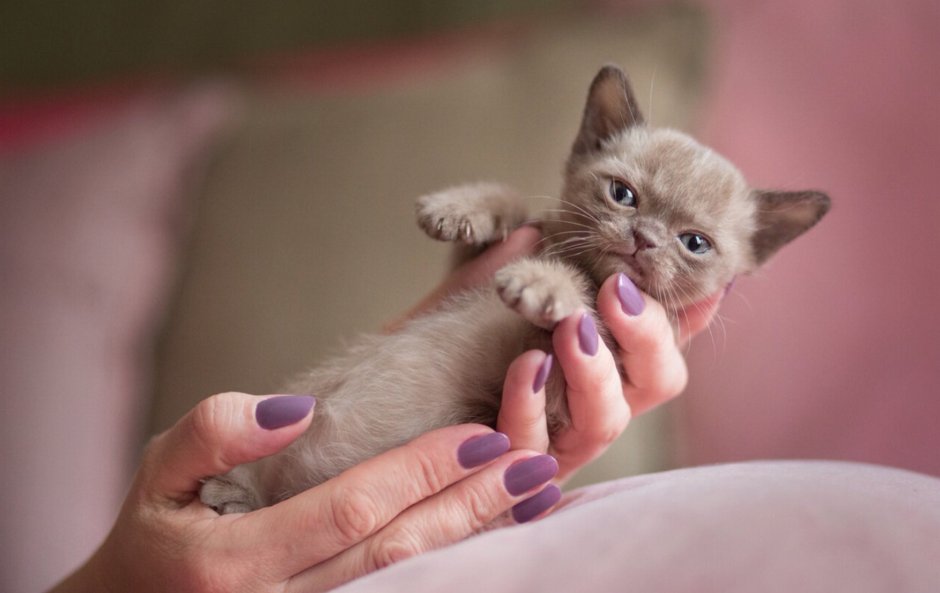 Бурма котенок маленький