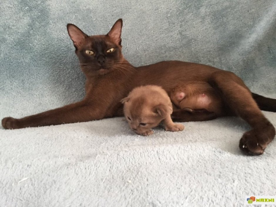 Новорожденные Бурманские котята