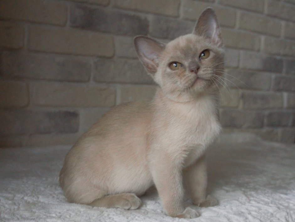 Бурманский кот лилового окраса