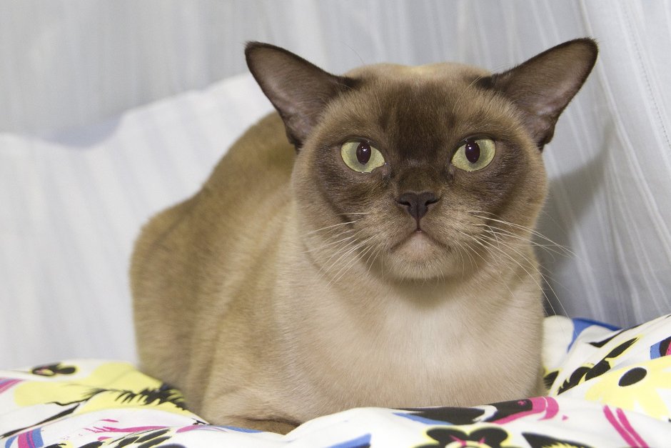 Бурманская кошка американская лиловая