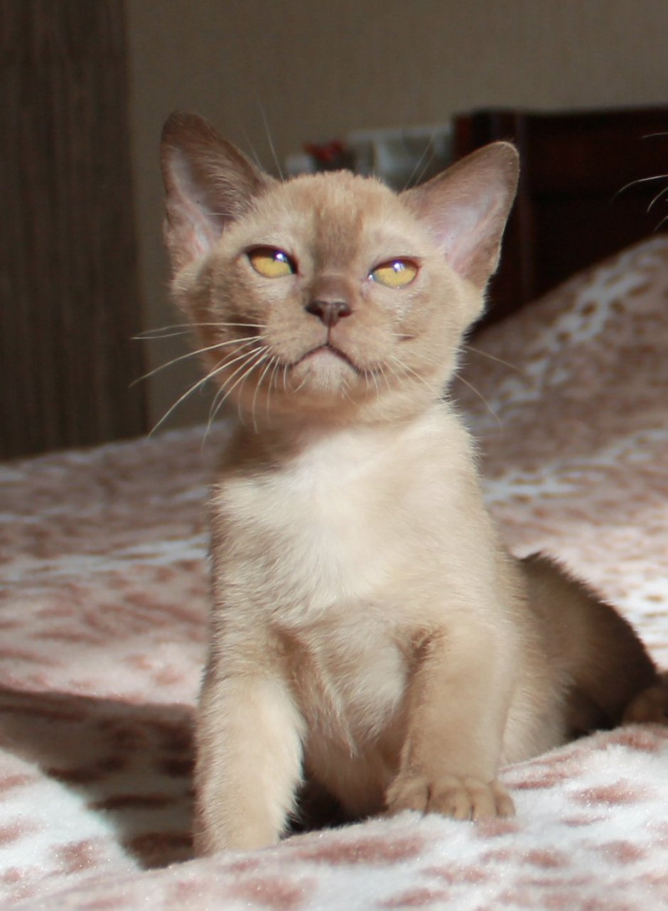 Бурмилла и Бурма