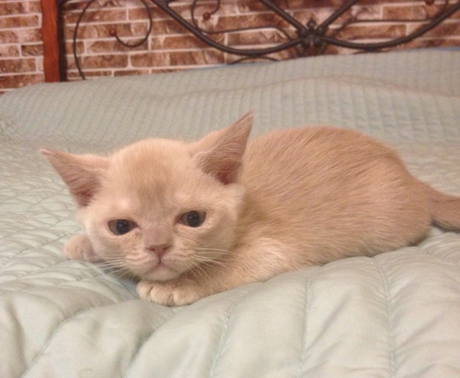 Лиловый кот Бурма