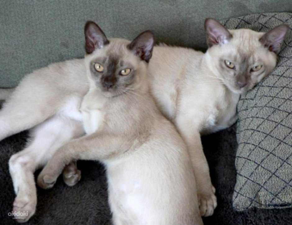 Авито Бурманские котята лилиловые