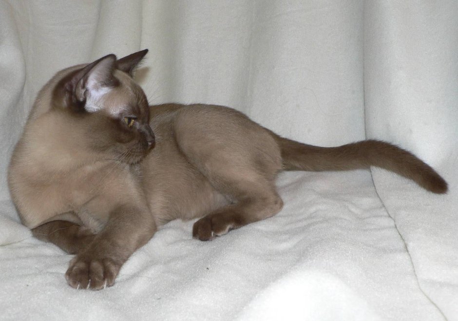 Кастрированный бурманский кот