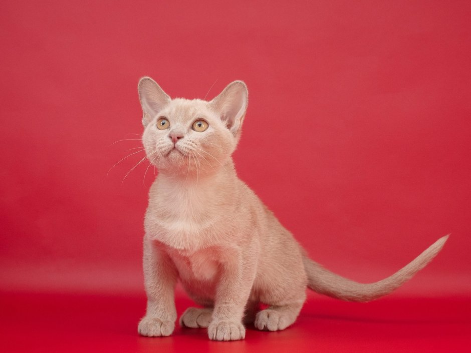 Лиловая Бурма