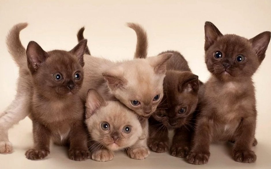 Новорожденные котята Бирма