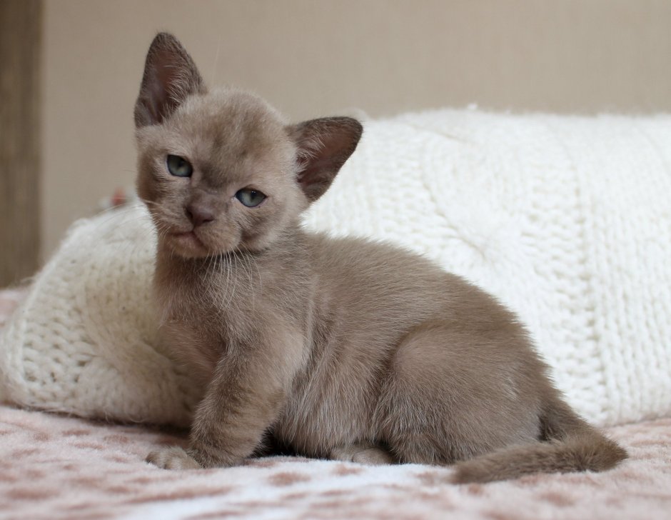 Лиловый бурманский котенок