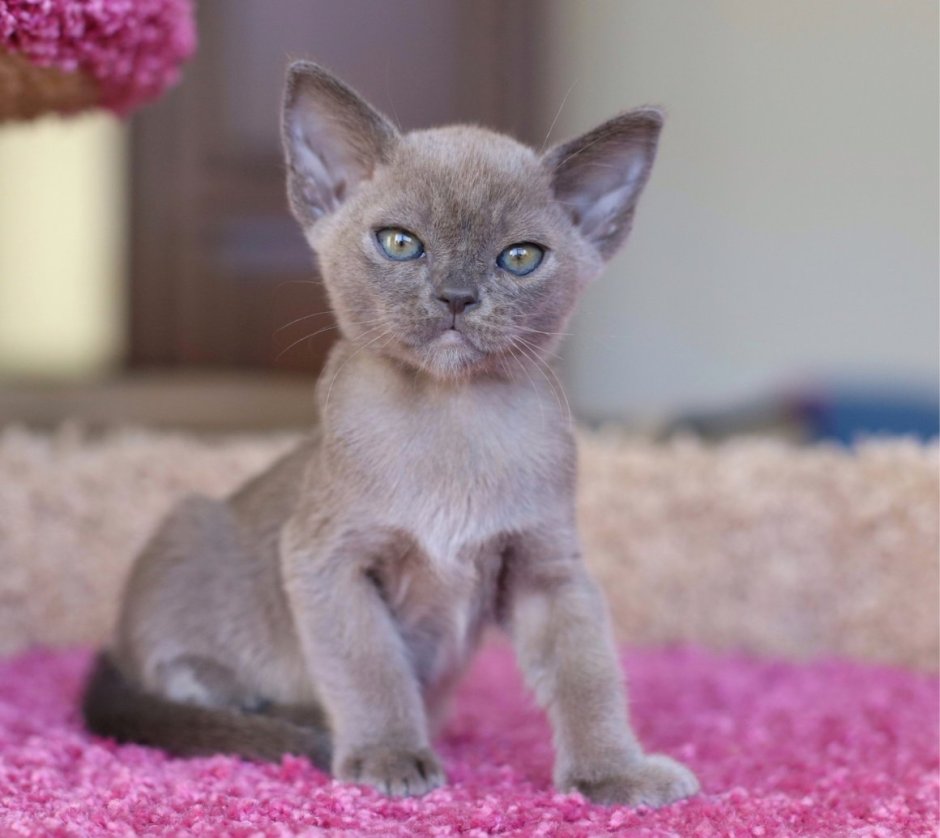 Лиловая Бурма