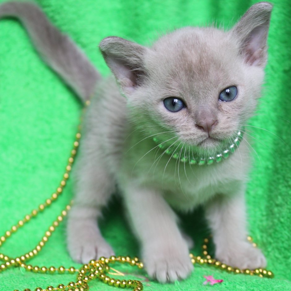 Лиловый бурманский котенок