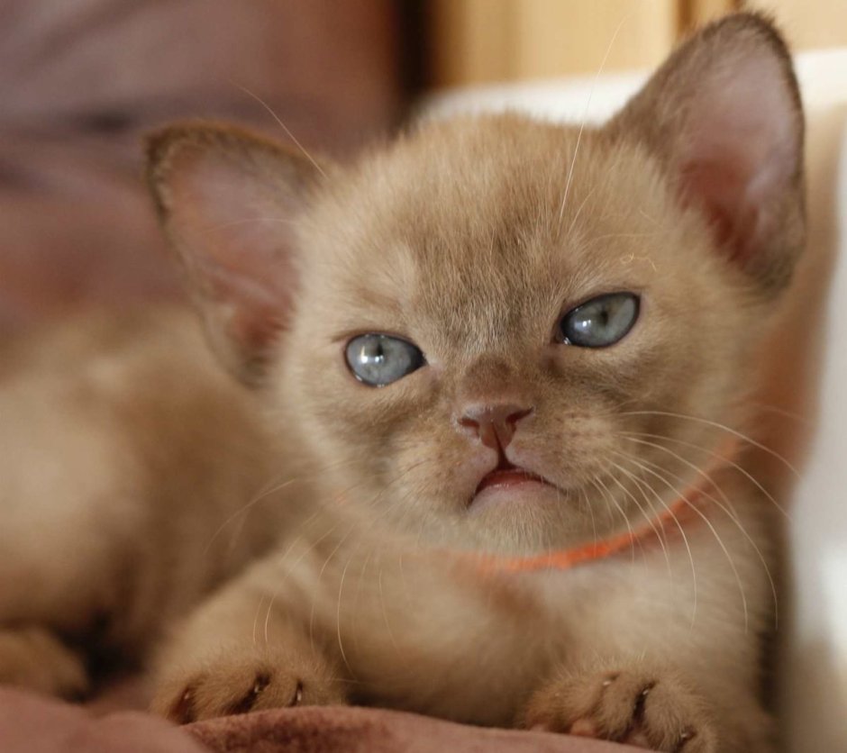 Питомник Natize Бурма