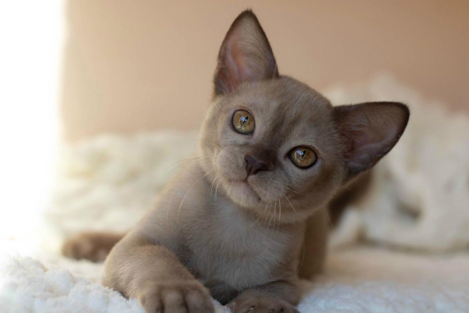 Бурманская кошка европейская светлая