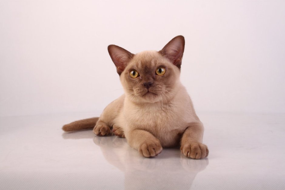 Бурманская короткошерстная кошка
