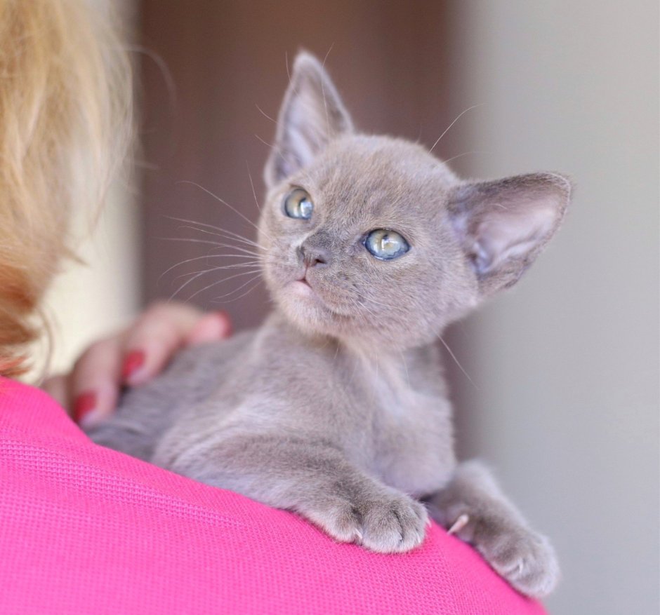 Бурманская кошка голубая европейская