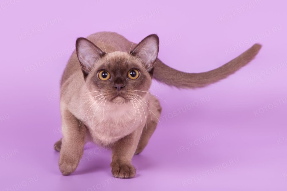 Европейская Бурма лиловая