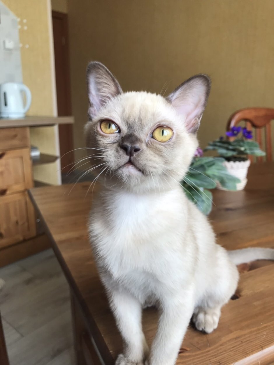 Соболиная черепаха Бурма