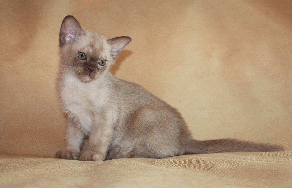 Бурманская кошка шампань шоколад