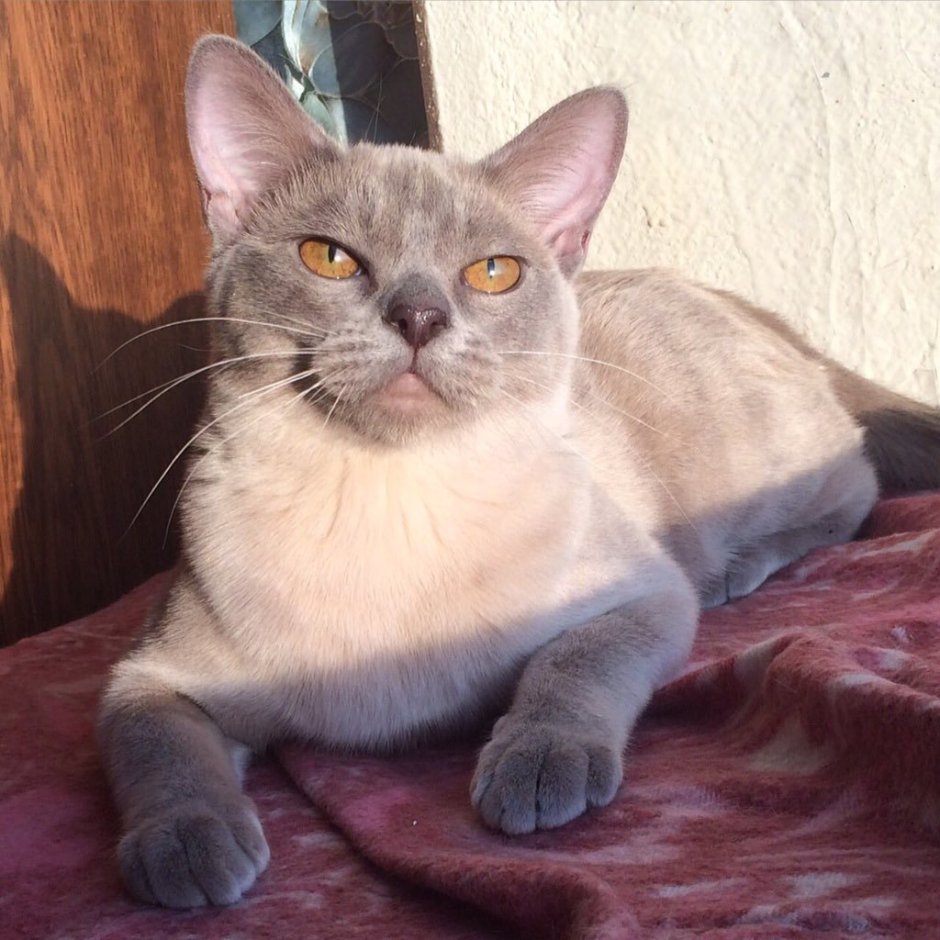 Кошка Бурма лиловая
