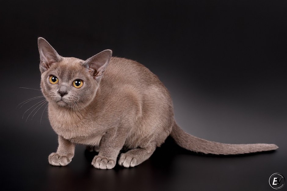 Бурманская кошка лиловая