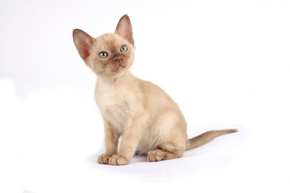 Бурма кошка светлый окрас