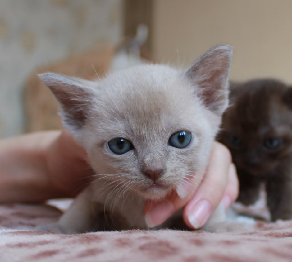 Бурманская кошка американская шампань