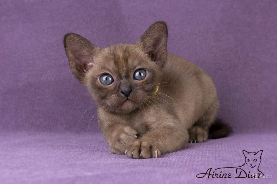 Бурманская кошка светлая