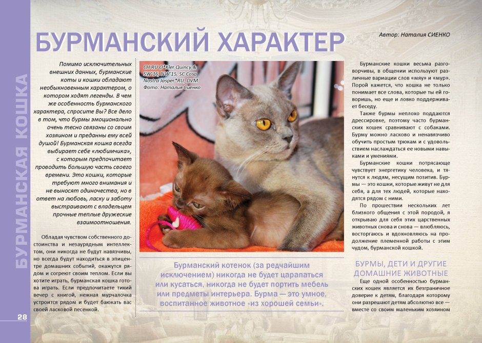 Бурма золотистая