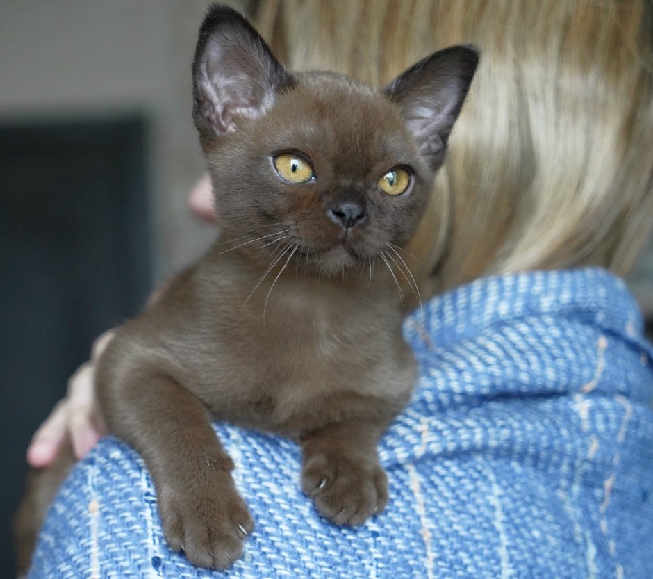 Бурманские котята окрас светлый