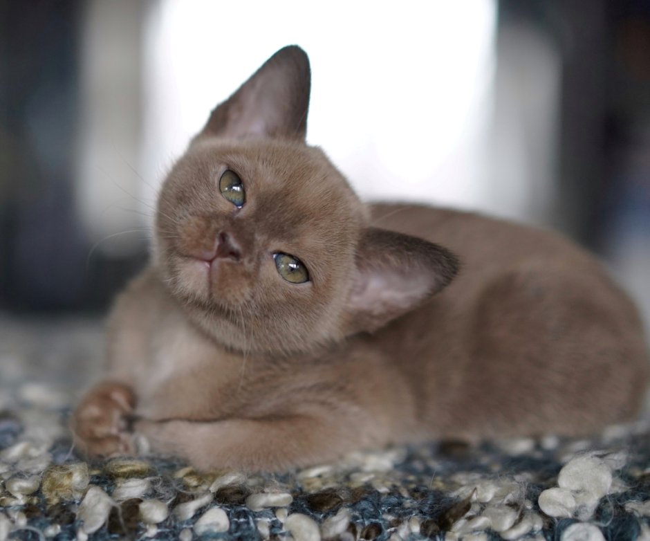 Бурманские котята Москва