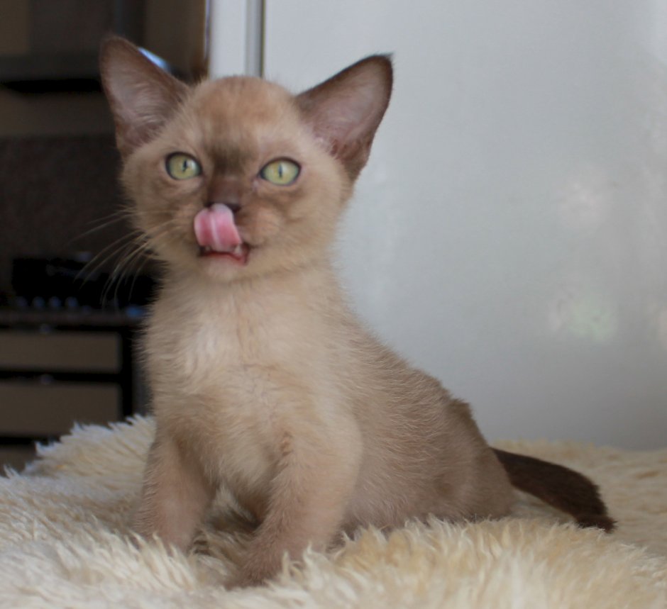 Порода кошек Бурма